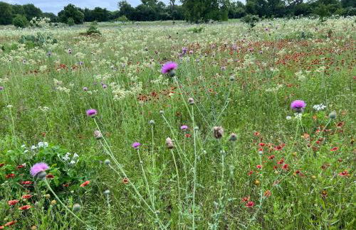 Hobbit Treehouse with waterfall on the Brazos River! 350 acres! Tubing! Petting zoo! - Foto 61