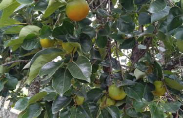 Chácara com acesso à represa - Foto 47