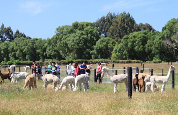 Silverstream Alpaca Farmstay and Tour - Foto 16