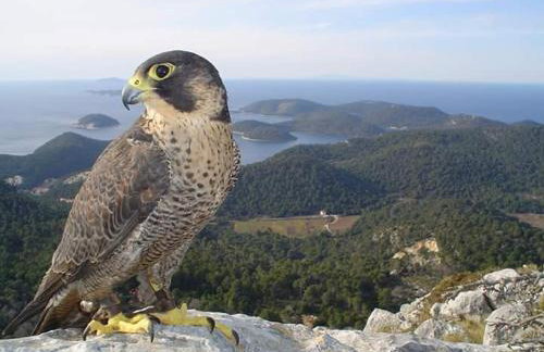 Dragovoda bay - Foto 12