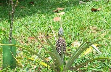 Sítio Casa Grande - Foto 68