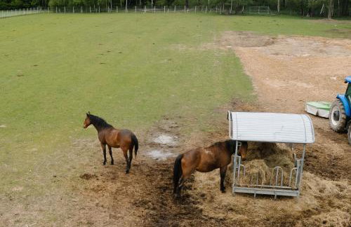 Zawilcowa Dolina - Foto 41