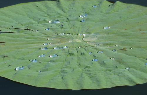 Wooden chalet, for 4 people air-conditioned - Photo 22