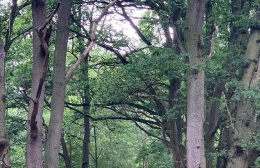 Private Apartment at Woodland Retreat - Foto 3