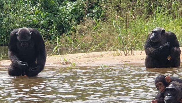 Baignez-vous dans la rivière de la réserve
