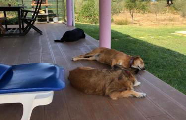 Monte Quinta Verde - Foto 37