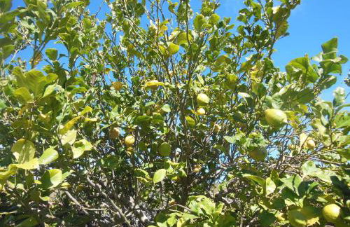 Casa Rural Aborigen Bimbache - Foto 45
