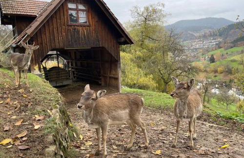 Einzigartiges Apartment, mitten in der Natur - Foto 43