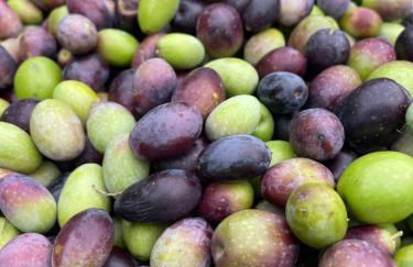 Residence Verdeblu - Foto 25