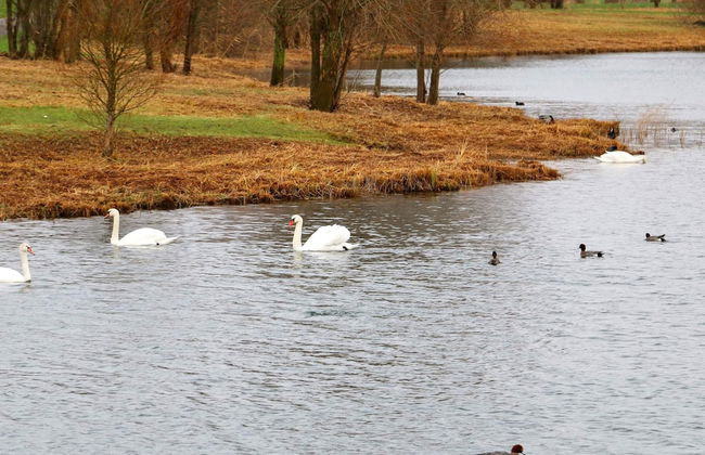 Holiday Home in Otterndorf - Foto 12