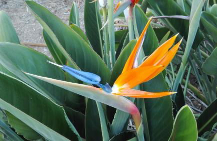 Finca Patio Canario - Foto 45