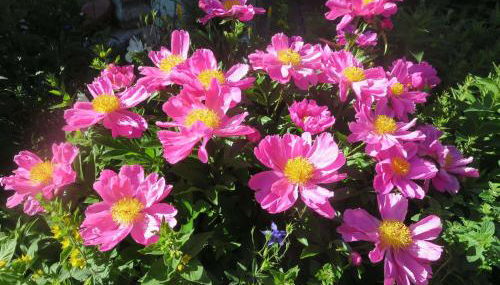 Ferienwohnung Birkenflair - Photo 4