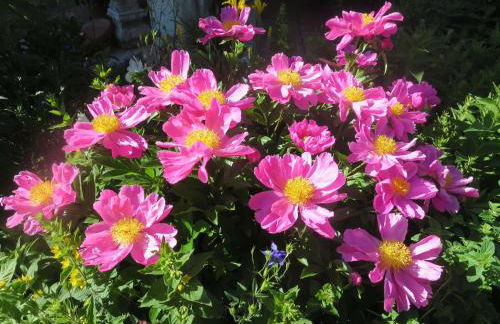 Ferienwohnung Birkenflair - Photo 4