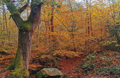 The Corner House - Foto 33