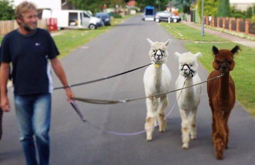 Urlaub mit Alpakas - Foto 34