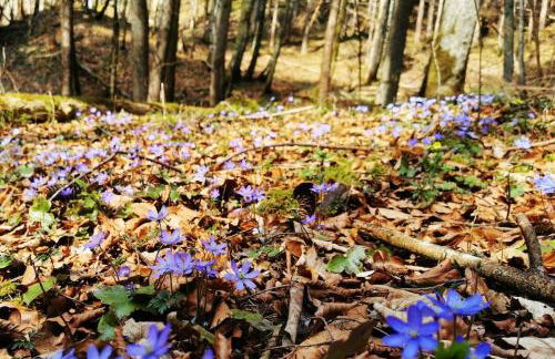 Ferienwohnung mit Garten und Bergblick - Foto 21