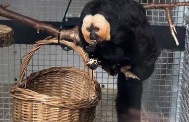 The Hollies, Dorset - Foto 29