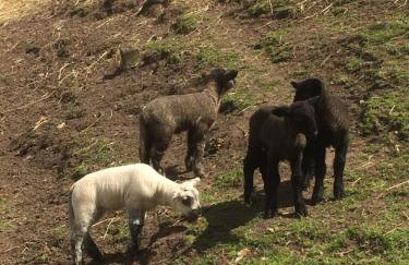 Ferienwohnung Saaletalblick - Foto 28