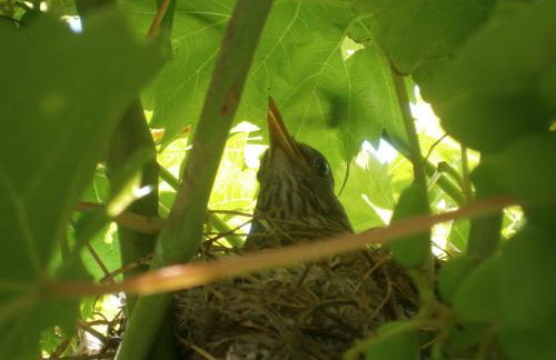 Zobić Family Apartments - Photo 20