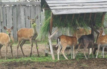 Noclegi Święta Katarzyna ,, Pod Jeleniami "prawdziwymi - Foto 6