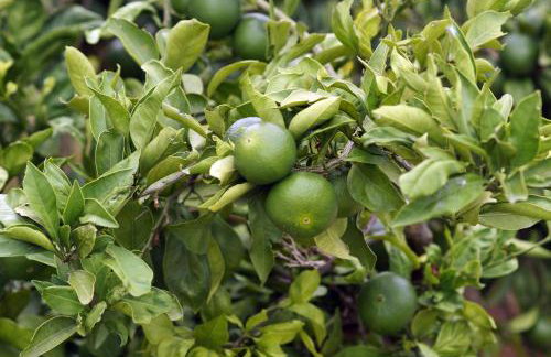 Apartments Solta - Foto 43