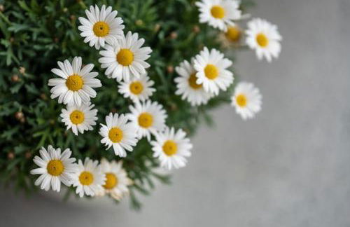 Ferienwohnung zum Pavillon - Foto 27