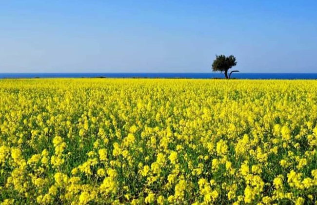 Stunning Spacious 2-bed Apartment in Liopetri - Foto 25