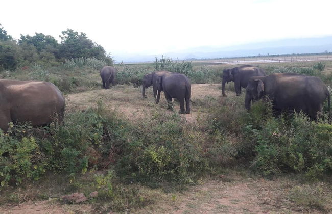 Nature Park Udawalawe - Foto 35