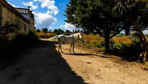 Villa Castiglione 1863 - The real Sicilian holiday - Foto 4