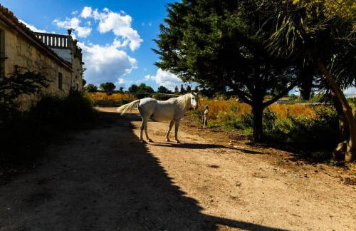 Villa Castiglione 1863 - The real Sicilian holiday - Foto 4