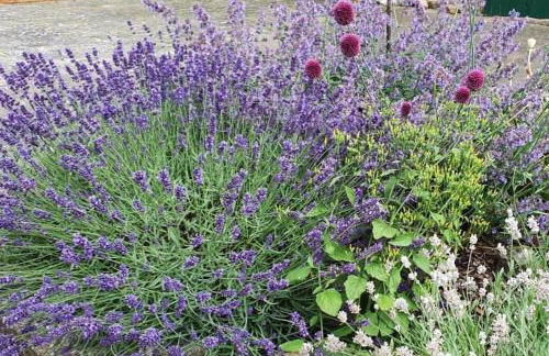 Ferienhaus Früh am See - Photo 24