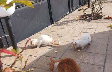 Village perfume - Photo 20