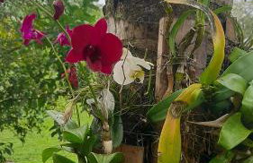 Rancho Esperança, pouso e comida a lenha - Foto 30