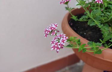 Villetta Gina a San Giuseppe - Lido di Pomposa - Foto 19