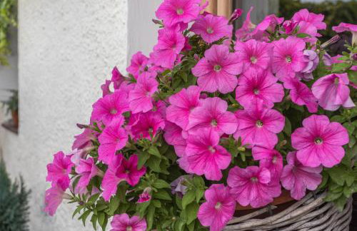 Haus Rosi und Werner - Foto 16