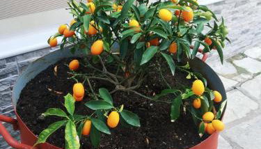 Dimitra's Apartments - Foto 4, Garden