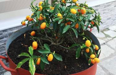 Dimitra's Apartments - Foto 4