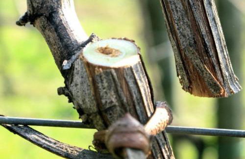 Azienda Agricola Perconti - Foto 5