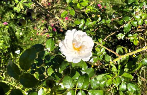 Hoffmannshof - Foto 17