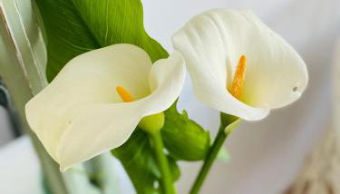 Bodega Sibeiro - Foto 4