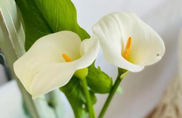 Bodega Sibeiro - Foto 4