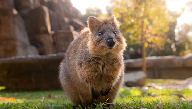 Excursão ao Australia Zoo - Foto 5, Um quokka no Australia Zoo