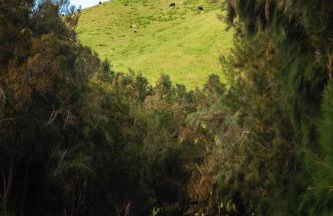 Hale O Ka Lau - Photo 43