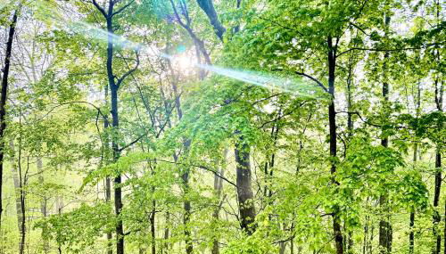 Turkey Creek Cabin Rentals #1 at Tims Ford lake Tullahoma - Photo 5