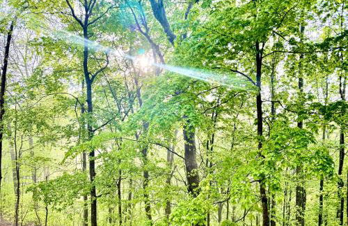 Turkey Creek Cabin Rentals #1 at Tims Ford lake Tullahoma - Foto 5