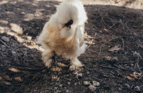 Casa da Carvalha - Foto 43