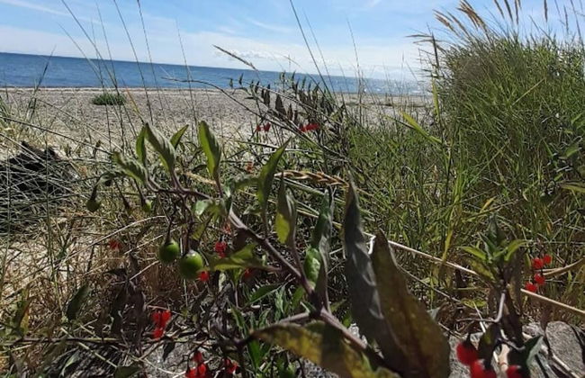 Seaside Serenity in Faldsled-by Traum - Foto 12