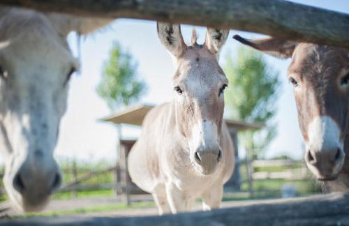 Agriturismo coda di gatto - Foto 12