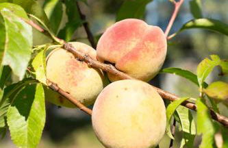 Agriturismo da Natalino - Foto 71