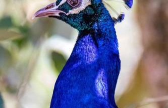 Quinta da Foz - Foto 9